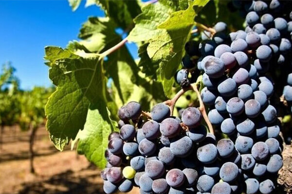 葡萄 葡萄
